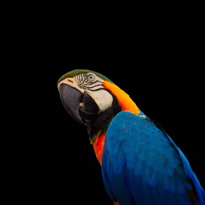 2026130626ANGL5881guaca azul